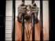 Jeriq – ESCAPE PLAN Visualizer